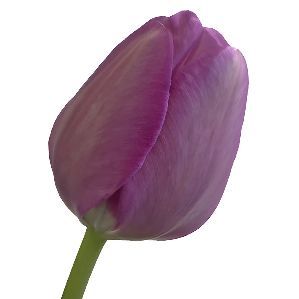 Lavender Tulips Standard - main