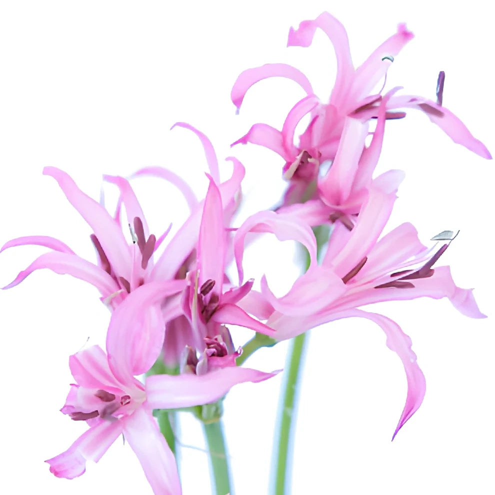 Pink Lily Nerine - alternative 1