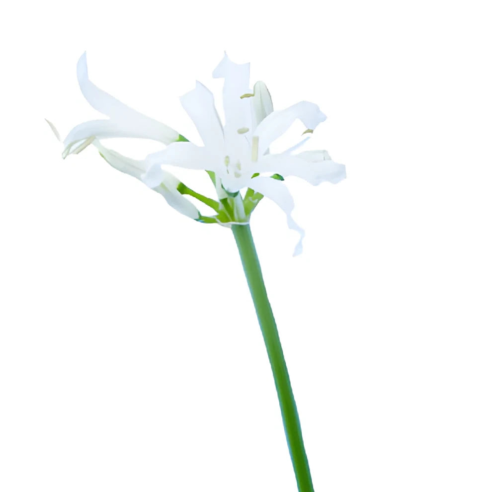 White Lily Nerine - alternative 2