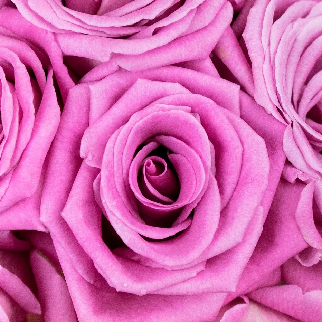 New Aqua Roses Standard - main