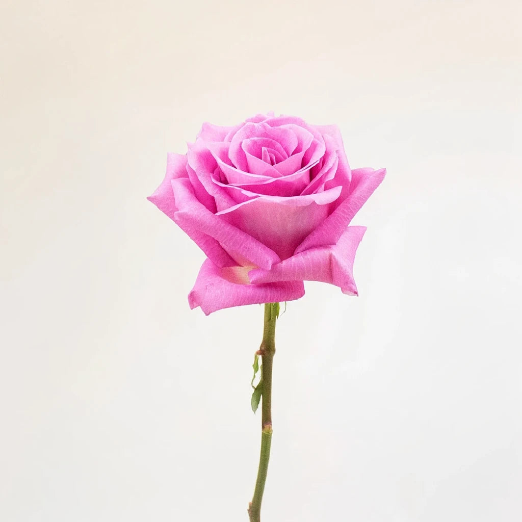 New Aqua Roses Standard - alternative 3
