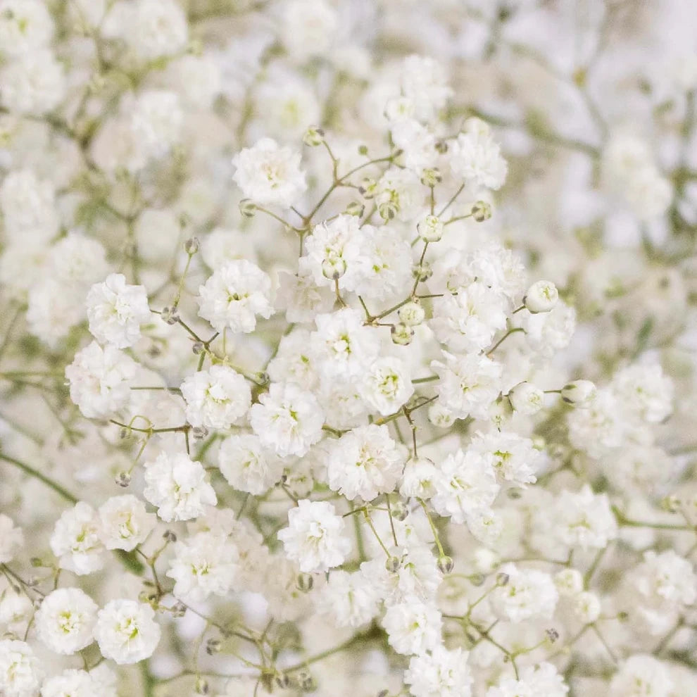 White Excellence Babys Breath - main