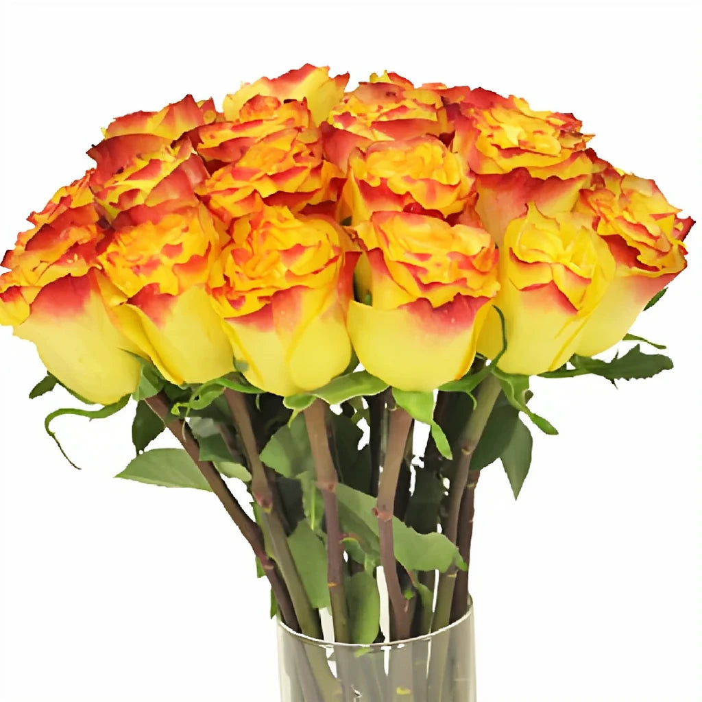 New Flash Roses Standard - main