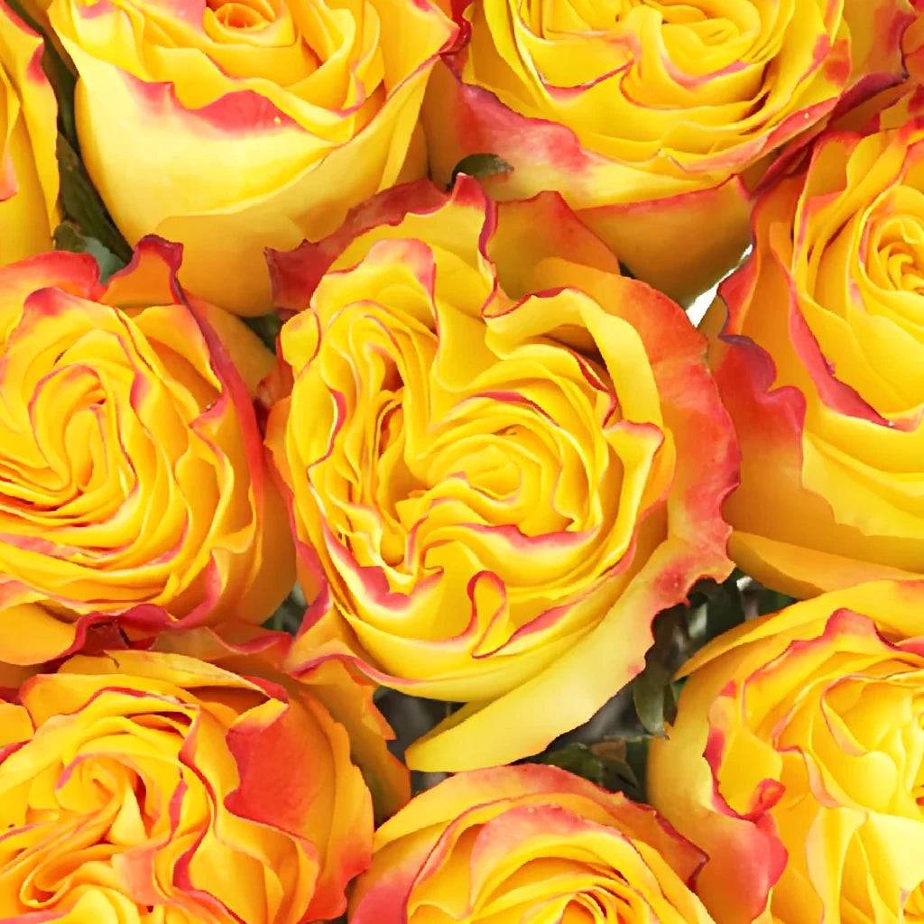New Flash Roses Standard - alternative 1