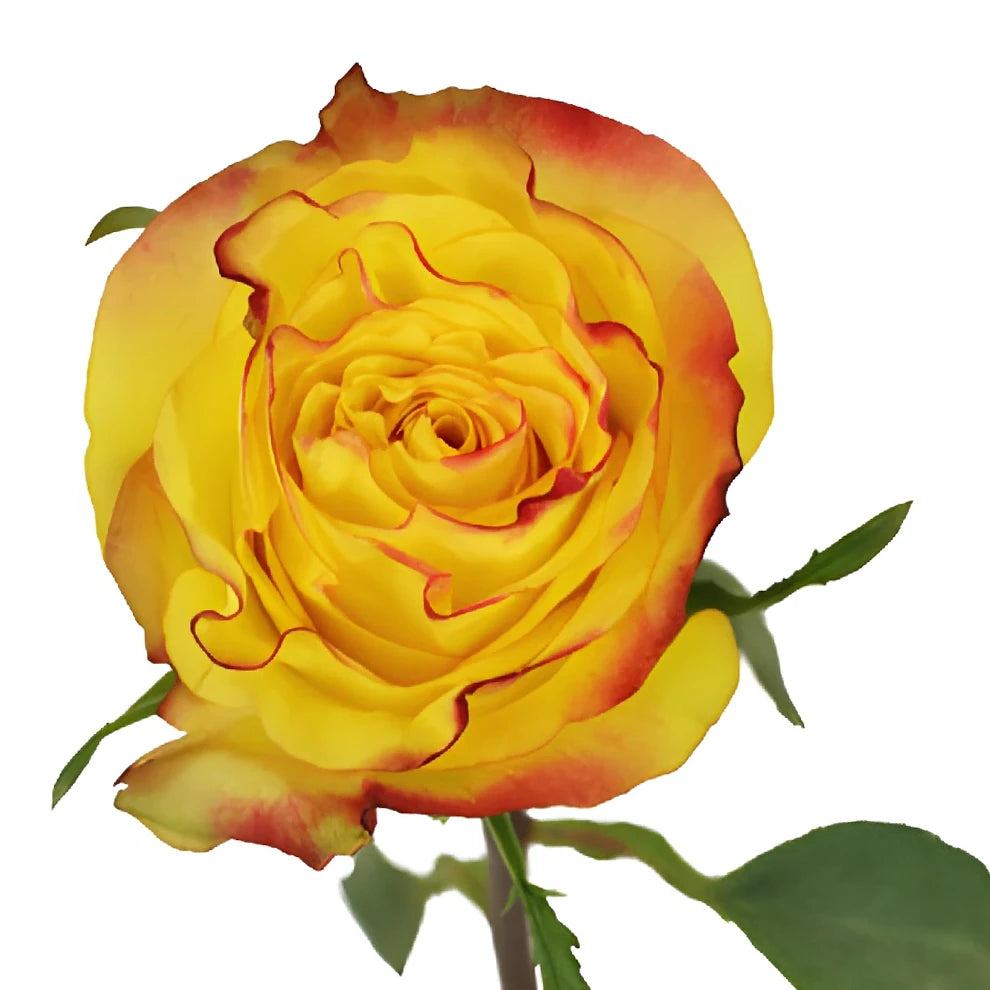 New Flash Roses Standard - alternative 3