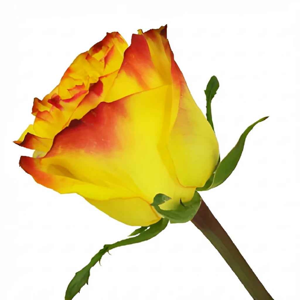 New Flash Roses Standard - alternative 2