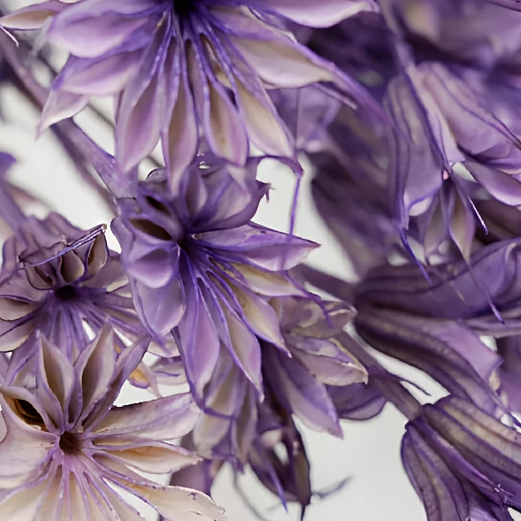Nigella Dried - alternative 1