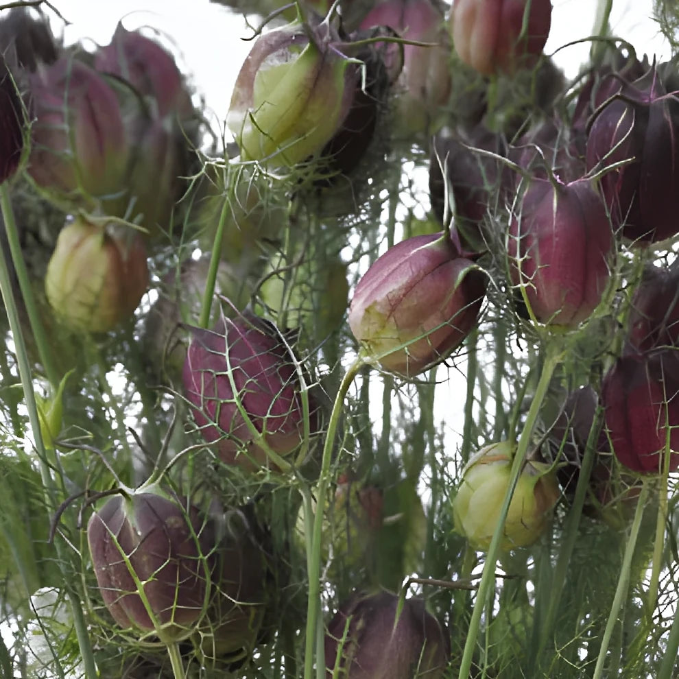 Nigella Pods Pods - alternative 1