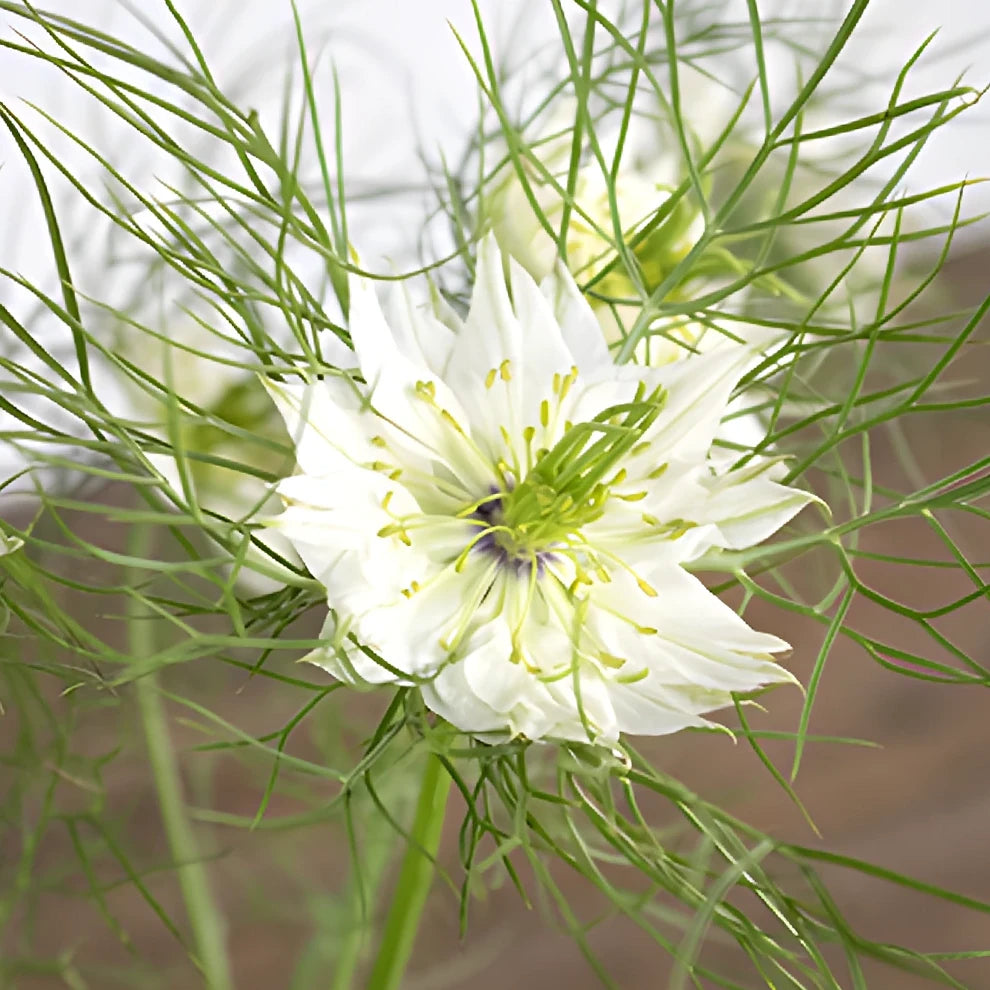 White Nigella - alternative 2