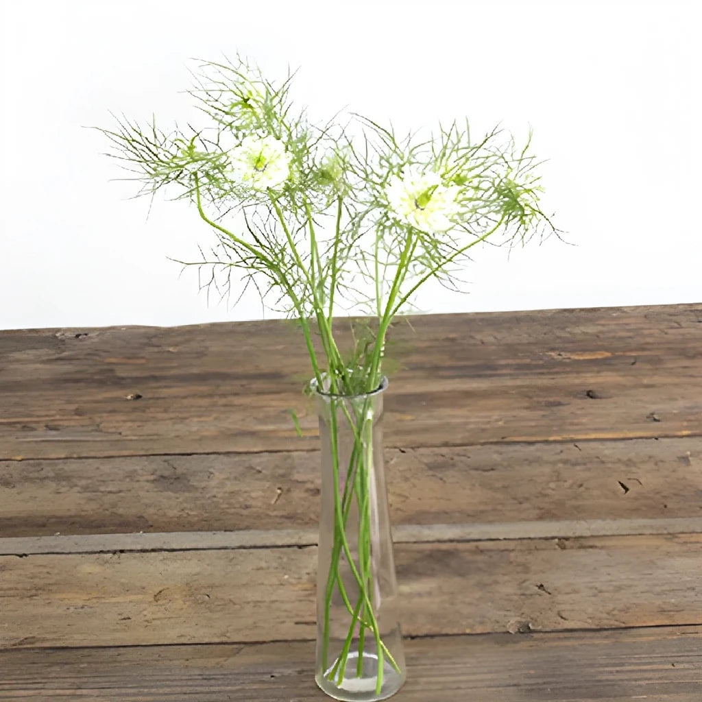White Nigella - main