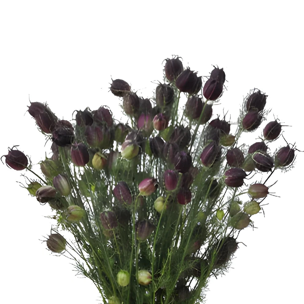 Nigella Pods Pods - alternative 2