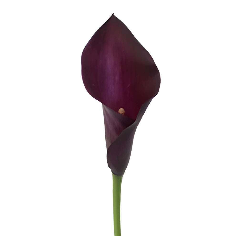 Night Life Calla Lily Mini - alternative 3