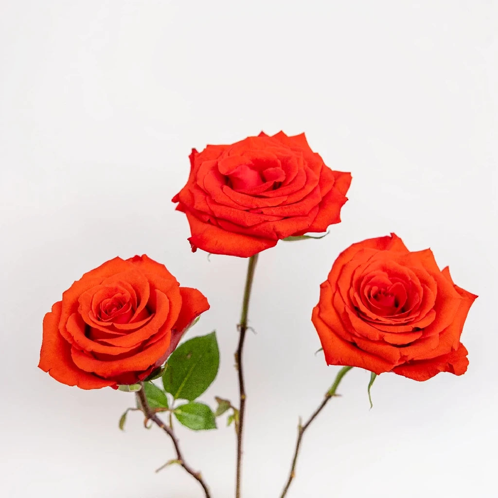 Nina Roses Standard - main