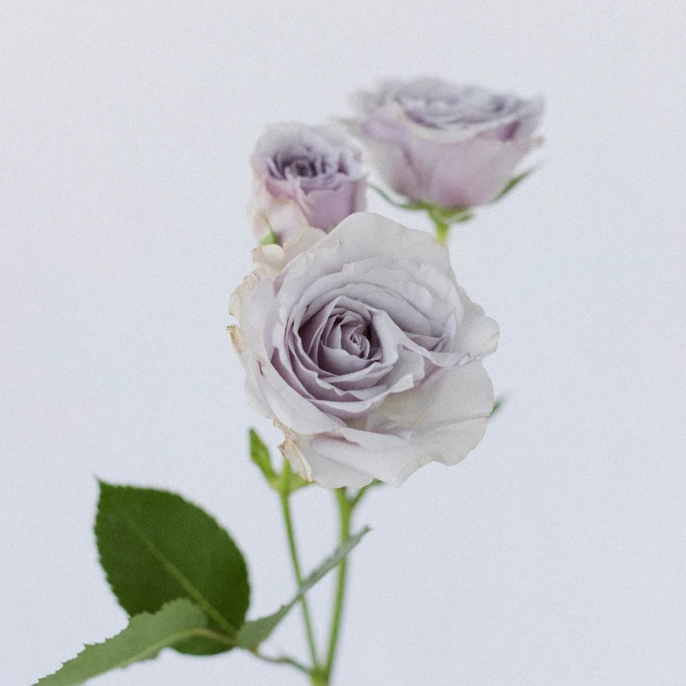 Silver Mikado Roses Spray - alternative 2
