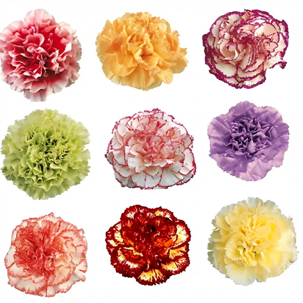 Novelty Carnations - main