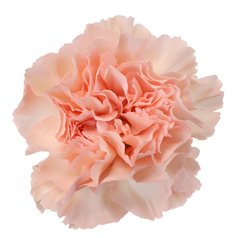 Novia Carnations - alternative 1