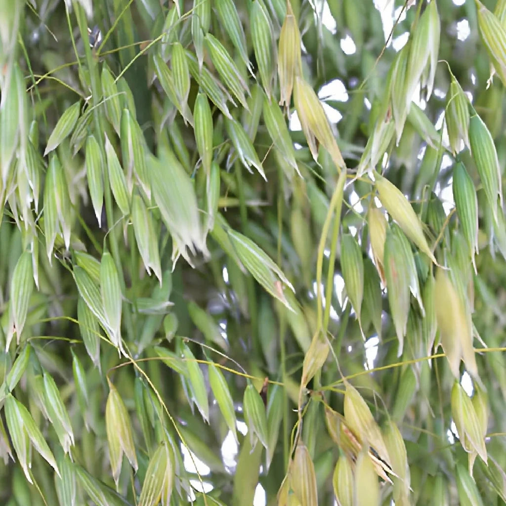 Oats Greenery - alternative 1