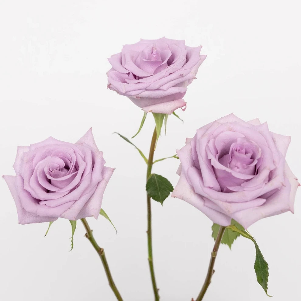Ocean Song Roses Standard - alternative 1