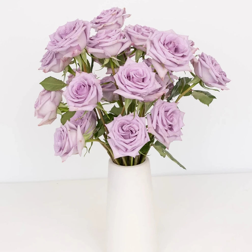 Lavender Ocean Song Roses Standard - main