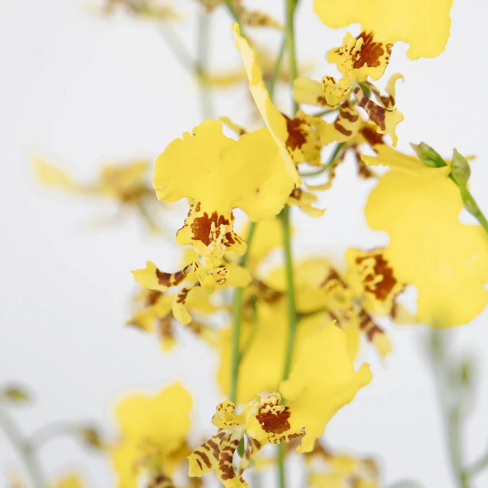 Yellow Orchids Oncidium - alternative 2