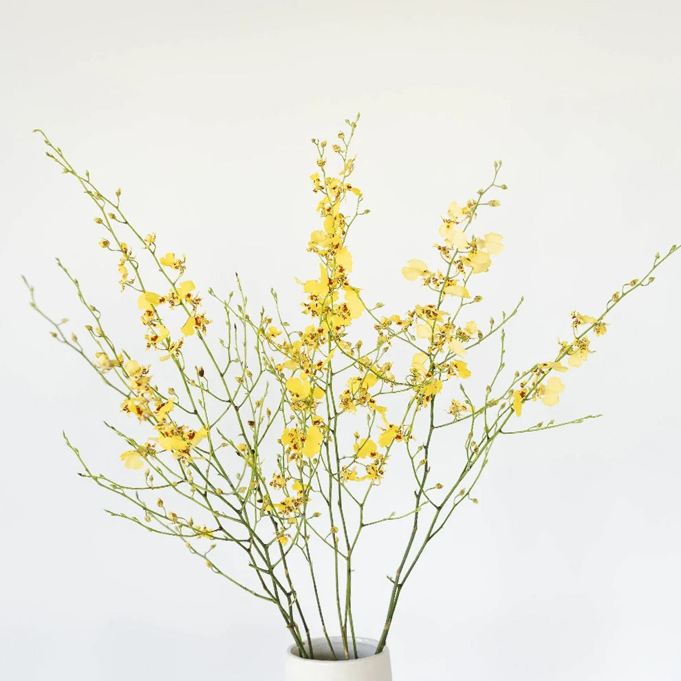 Yellow Orchids Oncidium - alternative 1