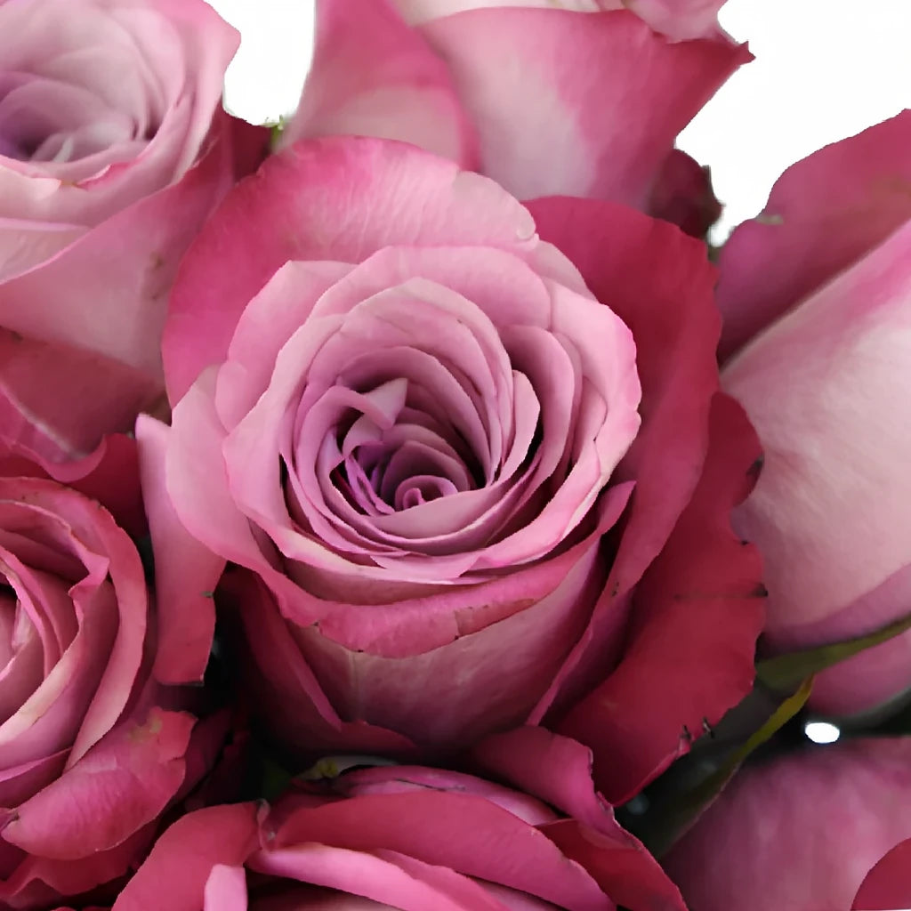 Opus Roses Standard - alternative 3