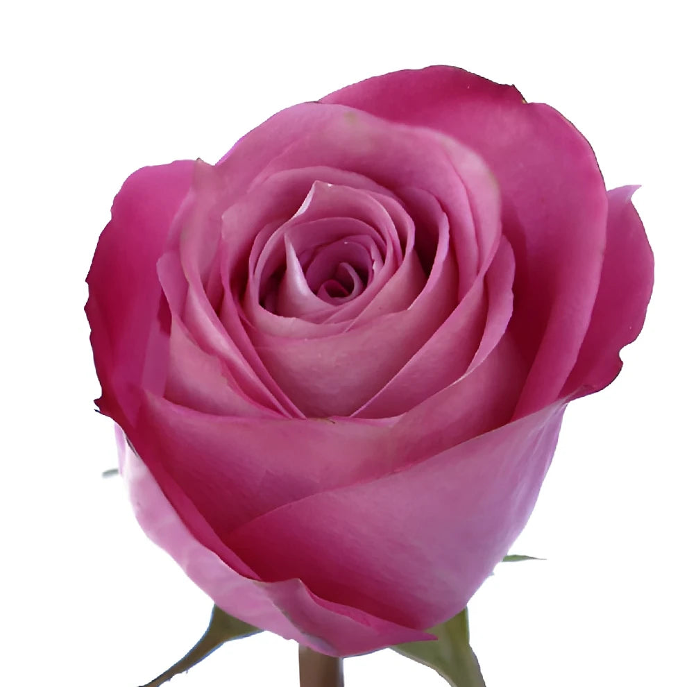 Opus Roses Standard - alternative 2