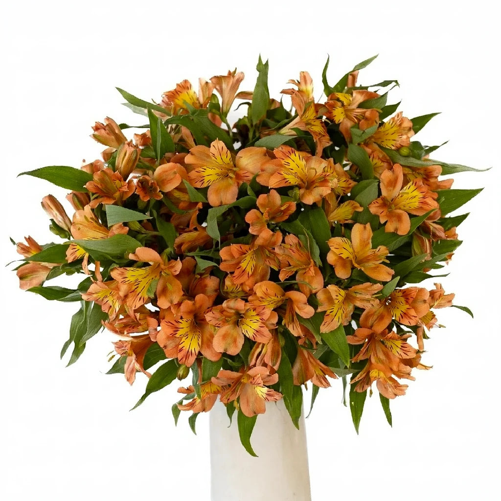 Dark Orange Alstroemeria - alternative 1
