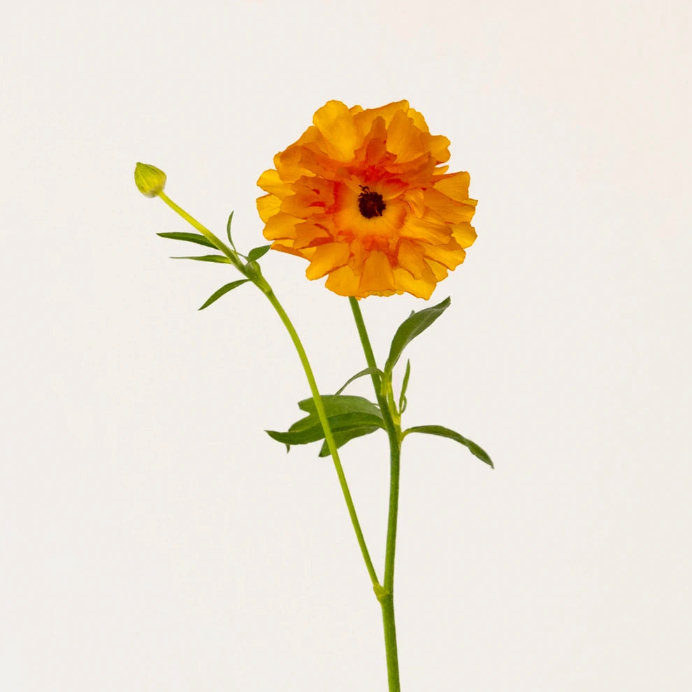 Dusty Orange Butterfly Ranunculus - Dusty Orange - main