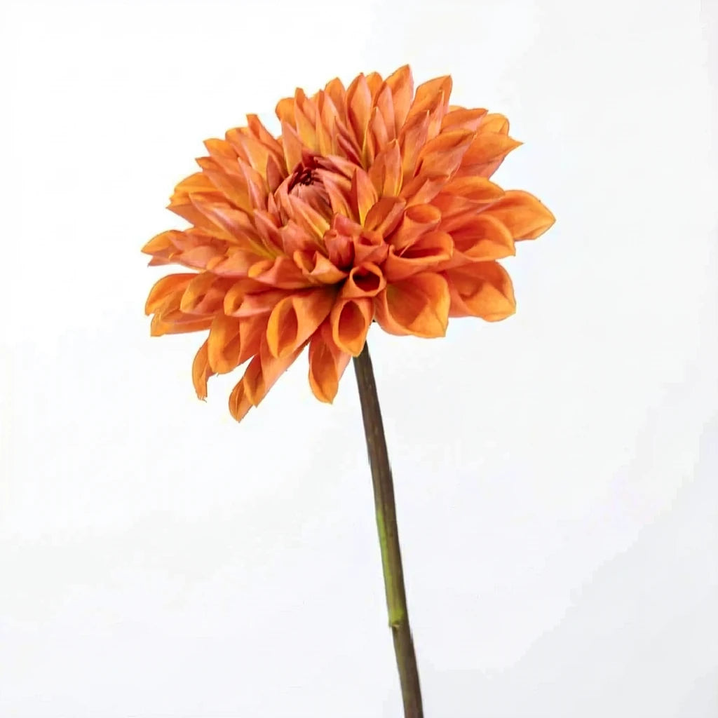 Orange Dark Dahlias - alternative 2