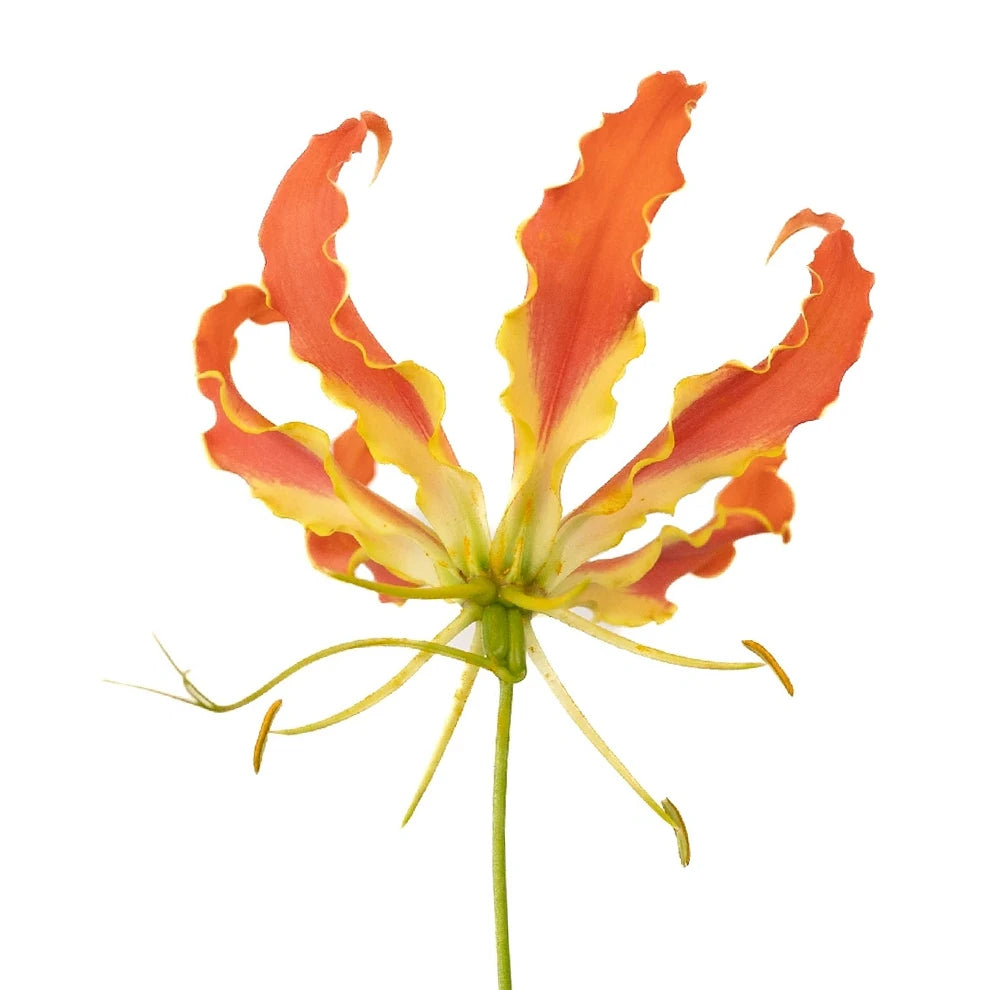 Honesty Orange Lilies Asiatic - main