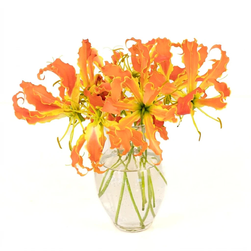 Orange Lilies Gloriosa - alternative 1