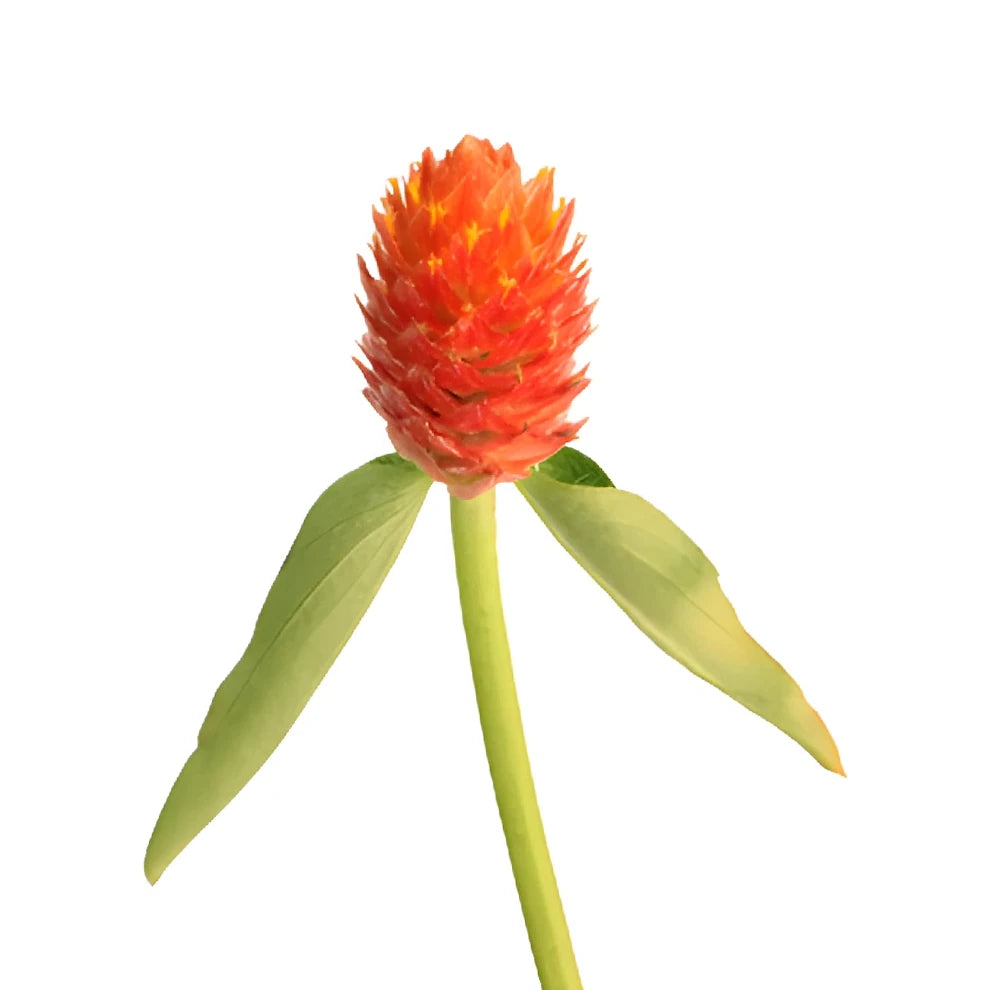 Orange Gomphrena - alternative 4