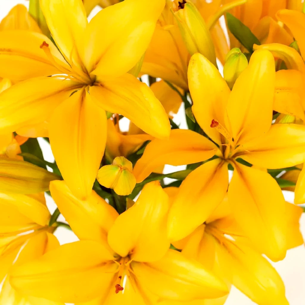 Nello Lilies Asiatic - alternative 2