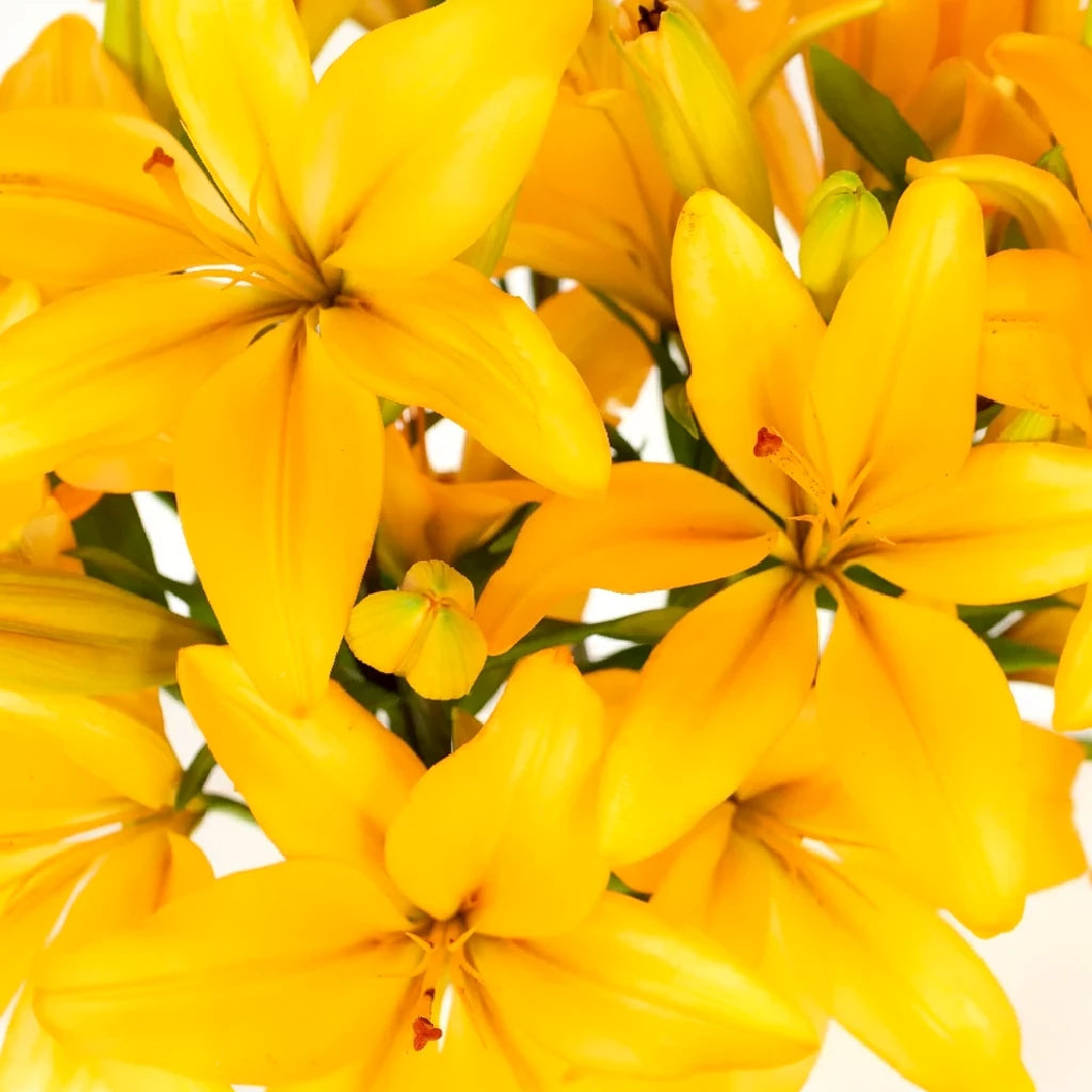Tresor Lilies Asiatic - main