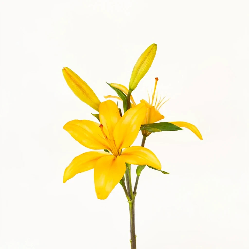 Nello Lilies Asiatic - main