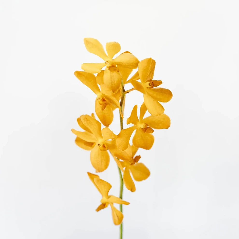 Orange Orchids Leis - alternative 1