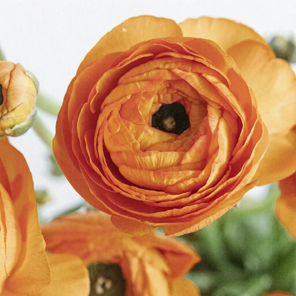 Orange Ranunculus Cloony - alternative 1