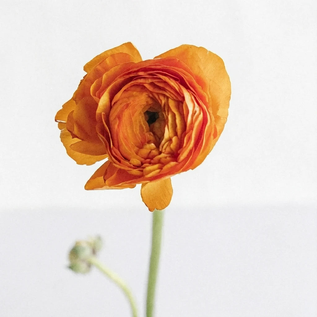 Orange Ranunculus Cloony - main