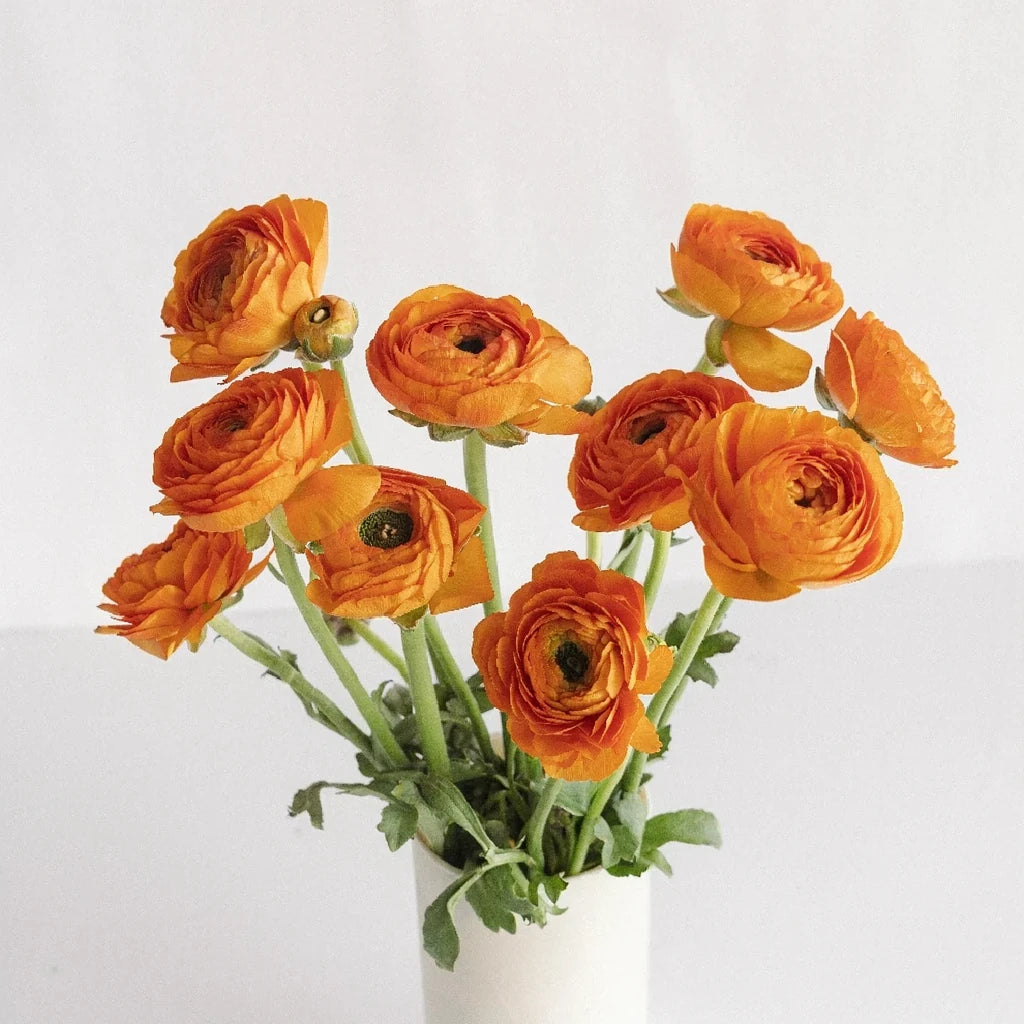Orange Ranunculus - alternative 1