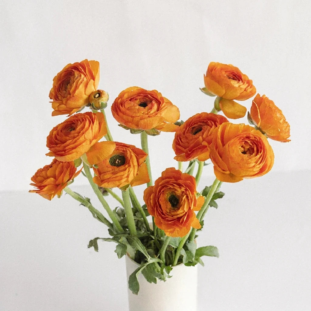 Orange Ranunculus Cloony - alternative 2