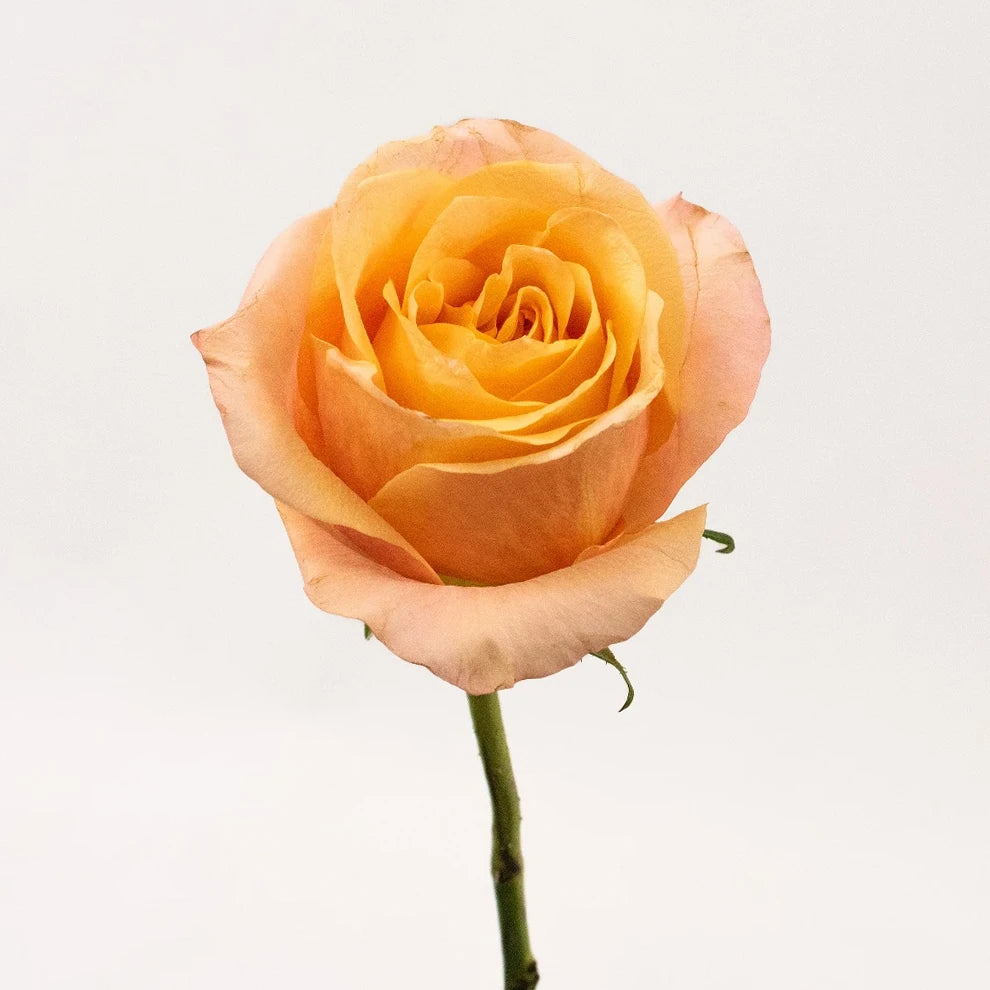 Nadia Roses Standard - main