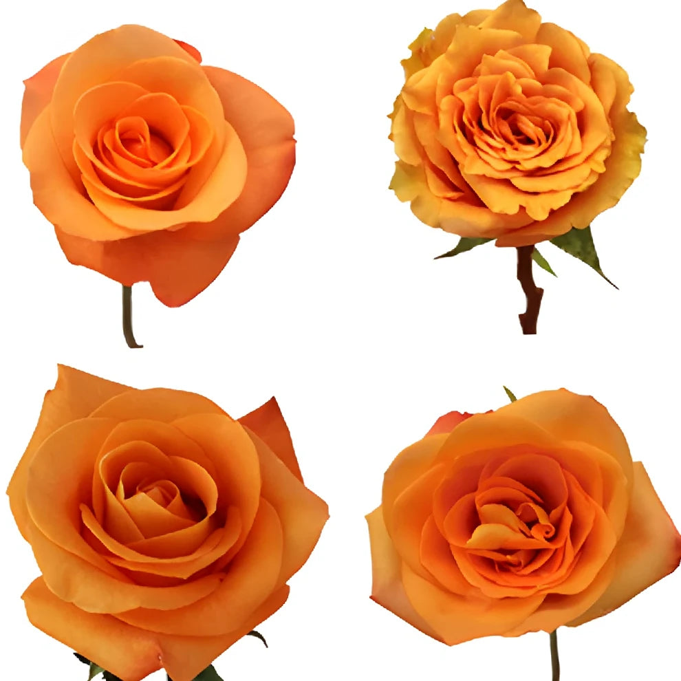 Tropical Amazon Roses Standard - main