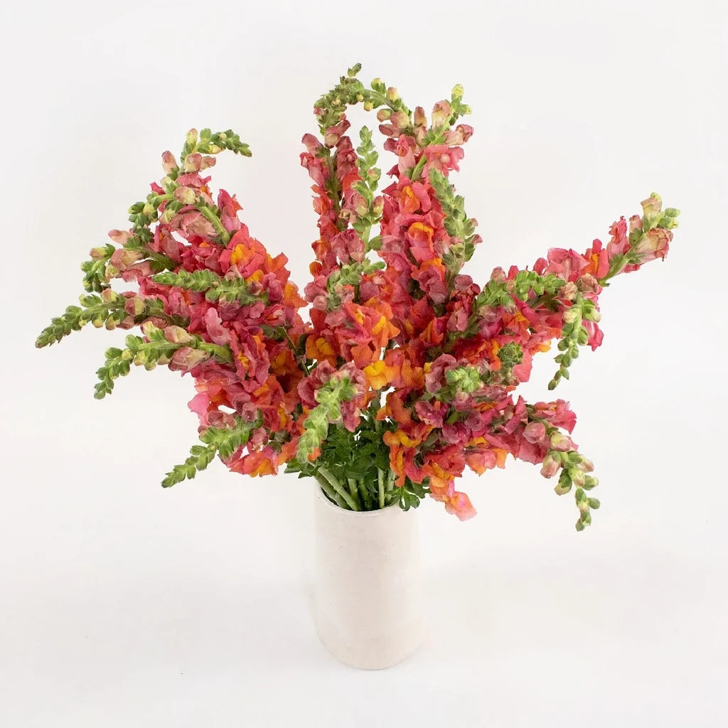 Orange Snapdragons - alternative 1
