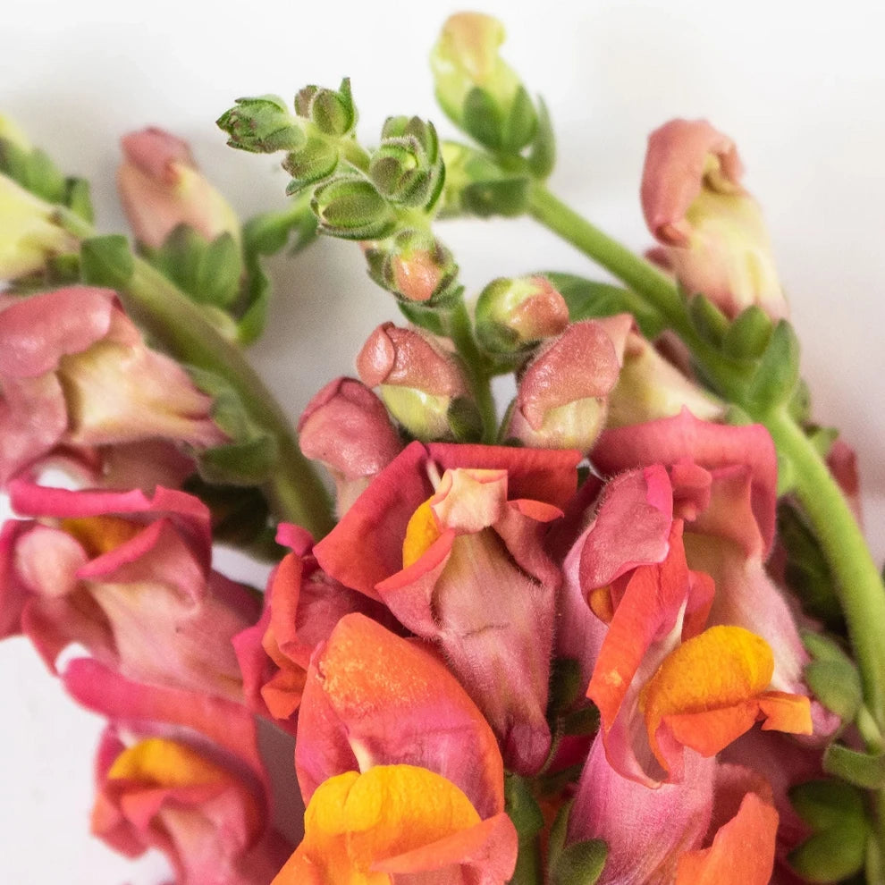 Orange Snapdragons - main