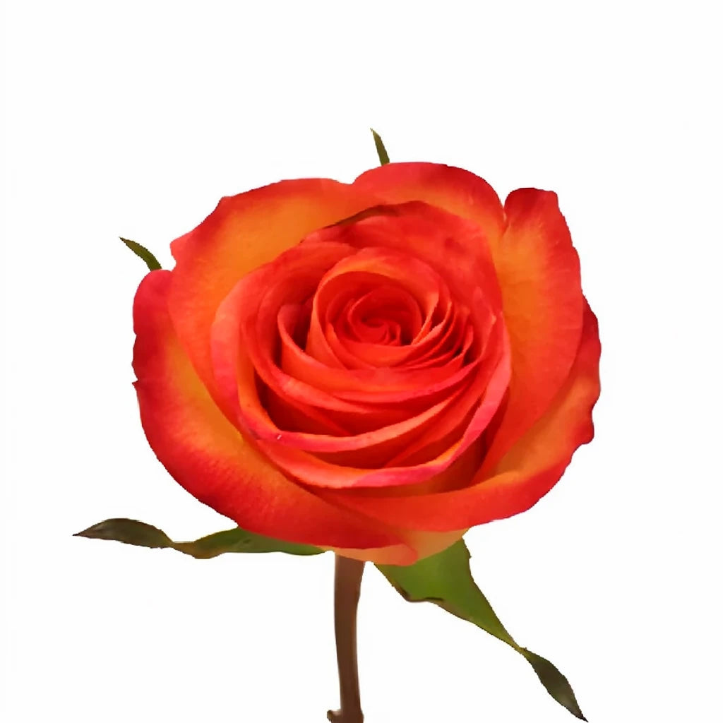 Fidji Roses Standard - alternative 2