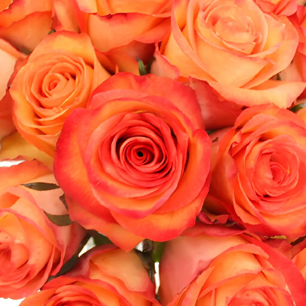 Fidji Roses Standard - alternative 1
