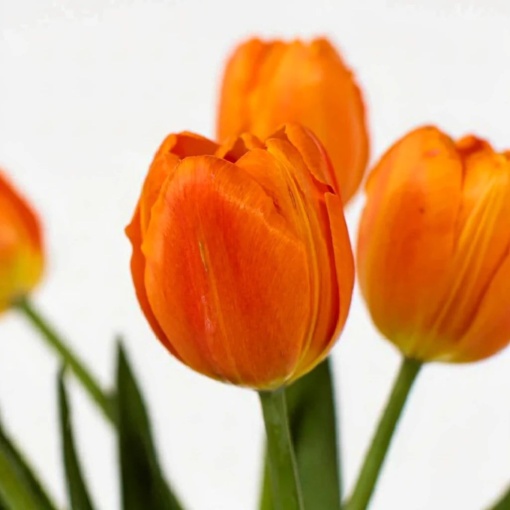 Orange Tulips Standard - alternative 1