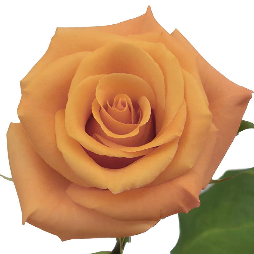 Orange Unique Roses Standard - alternative 1