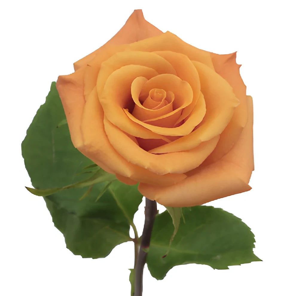 Orange Unique Roses Standard - alternative 2